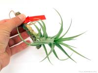 Tillandsia aeranthos- szilfán