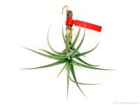 Tillandsia aeranthos- szilfán}