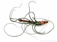 Tillandsia butzii