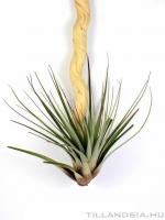 Tillandsia fasciculata 01.