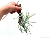 Tillandsia harrisii- szilfán}