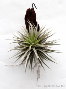 Vriesea espinosae