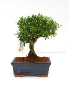 Buxus harlandii - Hongkongi szoba puszpáng 15 B (15 cm - es tálban)