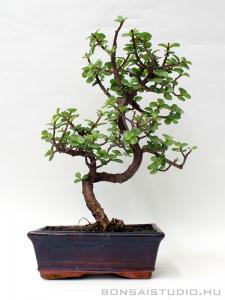 Portulacaria afra - Hajlított törzsű  bonsai