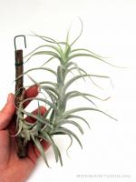 Tillandsia albida 02.
