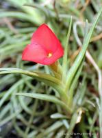 Tillandsia albertiana 01.}