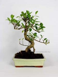 Ficus retusa  bonsai 25S
