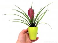 Tillandsia cyanea mázas kaspóban 02.}