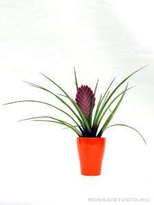 Tillandsia cyanea mázas kaspóban 03.