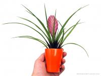 Tillandsia cyanea mázas kaspóban 03.}