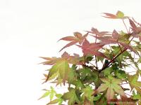 Japán juhar bonsai kék tálban
