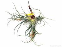 Tillandsia hybrid bulbosa x pruinosa}