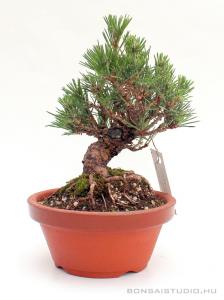 Pinus thunbergii shohin bonsai 06.