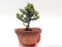 Chaenomeles japonica shohin bonsai 04.}