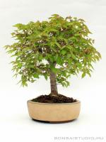 Zelkova serrata shohin bonsai 03.