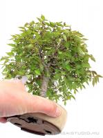 Zelkova serrata shohin bonsai 03.}