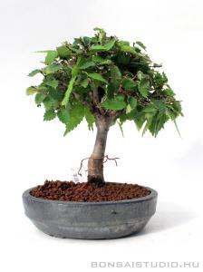 Zelkova serrata shohin bonsai 10.