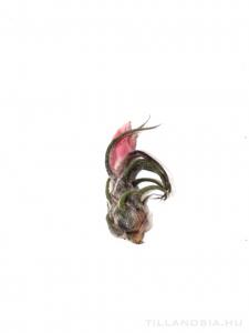 Tillandsia pruinosa - kötözetlen