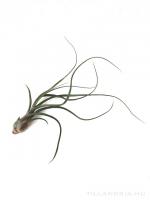 Tillandsia pseudobaileyi L - kötözetlen