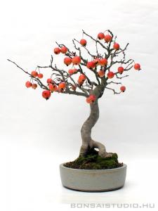 Malus halliana bonsai mázas  japán bonsai tálban 02.