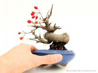 Photinia villosa shohin bonsai 01.