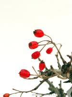 Photinia villosa shohin bonsai 01.}