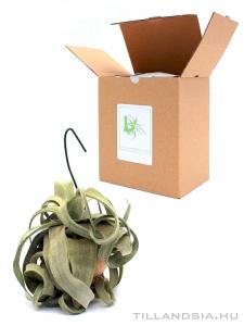 Dobozos airplant 01. - Tillandsia streptophylla