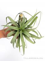 Tillandsia cacticola 'Bright Leaf' 01.
