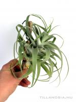 Tillandsia cacticola 'Bright Leaf' 01.
