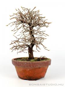 Carpinus coreana shoihn bonsai 17.
