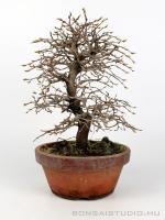 Carpinus coreana shoihn bonsai 17.