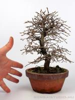 Carpinus coreana shoihn bonsai 17.