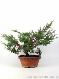 Boróka pre bonsai - Juniperus chinensis 'Itoigawa' 2.