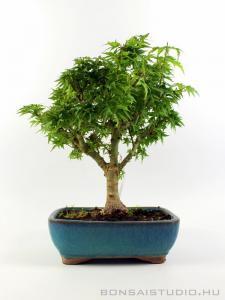 Acer palmatum 'Kotohime' - Japán juhar bonsai 01.